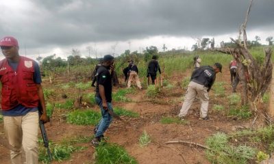 NDLEA destroys 8 hectares of cannabis farms in Edo