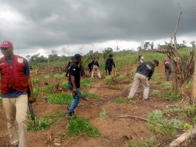 NDLEA destroys 8 hectares of cannabis farms in Edo